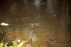 Libellula auripennis