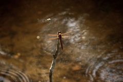Libellula auripennis
