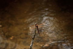 Libellula auripennis