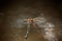 Libellula auripennis