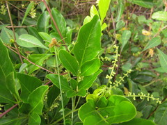 Paullinia trigonia