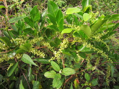 Paullinia trigonia