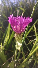 Centaurea napifolia