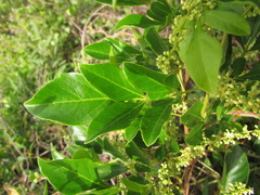 Paullinia trigonia