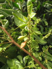 Paullinia trigonia