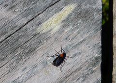 Plecia americana