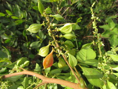 Paullinia trigonia