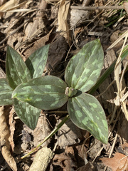 Trillium recurvatum