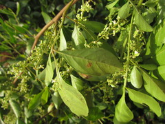 Paullinia trigonia
