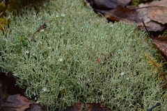 Cladonia amaurocraea
