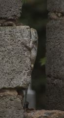 Acanthocercus branchi