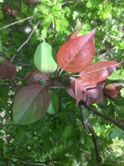 Malus purpurea