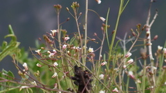 Mostacillastrum gracile