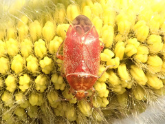 Agnocoris rubicundus