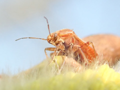 Agnocoris rubicundus