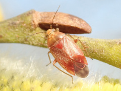 Agnocoris rubicundus