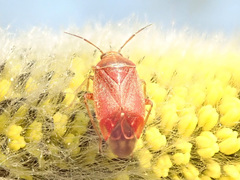 Agnocoris rubicundus