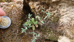 Chaetanthera peruviana