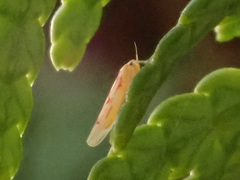 Zygina flammigera