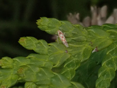 Zygina flammigera