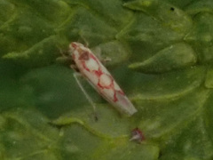Zygina flammigera