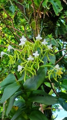 Epidendrum lacustre