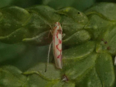Zygina flammigera
