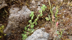 Parietaria debilis