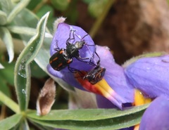 Astylus subannulatus