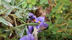 Astylus subannulatus