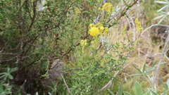 Calceolaria inamoena