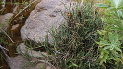 Ephedra americana
