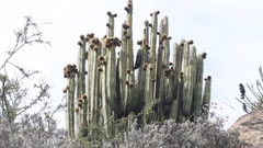 Corryocactus brevistylus