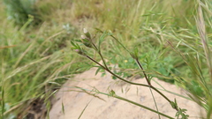Gilia laciniata