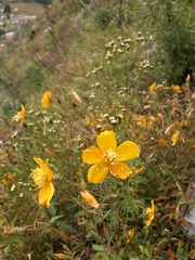Mentzelia scabra chilensis