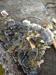 Trametes versicolor
