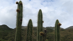Corryocactus brevistylus
