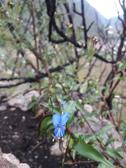 Mentzelia scabra chilensis