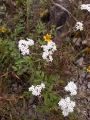 Mentzelia scabra chilensis