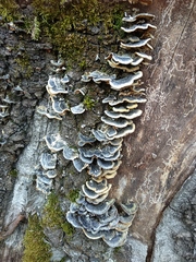 Trametes versicolor