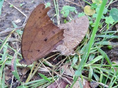 Melanitis leda bankia