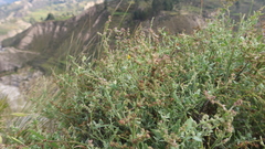 Chenopodium petiolare