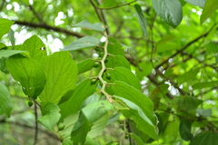Celtis brasiliensis