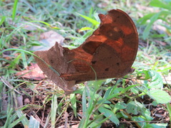 Melanitis leda bankia