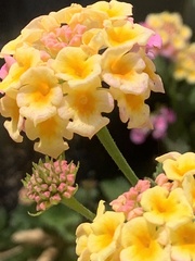 Lantana