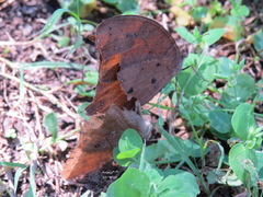 Melanitis leda bankia