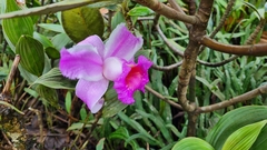 Sobralia warszewiczii