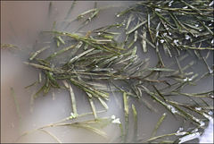 Potamogeton ochreatus