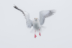 Larus schistisagus × glaucescens
