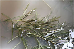Potamogeton ochreatus